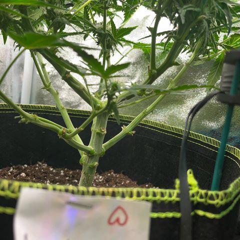 Amnesia growlog timeline photo