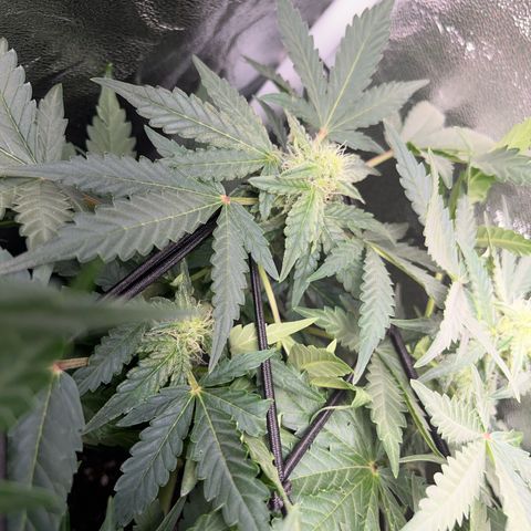 Amnesia growlog timeline photo