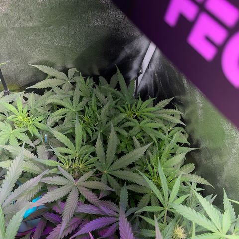 Crokscrew tyson 2.0 growlog timeline photo