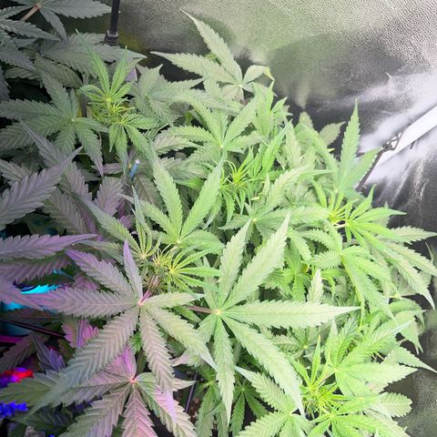 Crokscrew tyson 2.0 growlog timeline photo