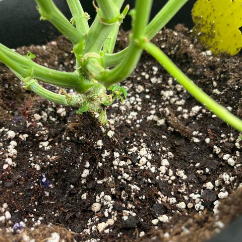Crokscrew tyson 2.0 growlog timeline photo