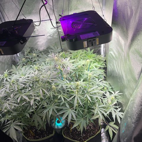 Crokscrew tyson 2.0 growlog timeline photo