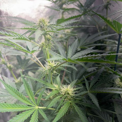 Northern light Auto growlog timeline photo