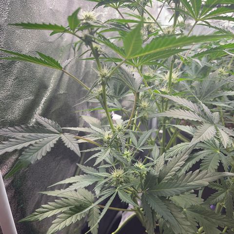 Northern light Auto growlog timeline photo