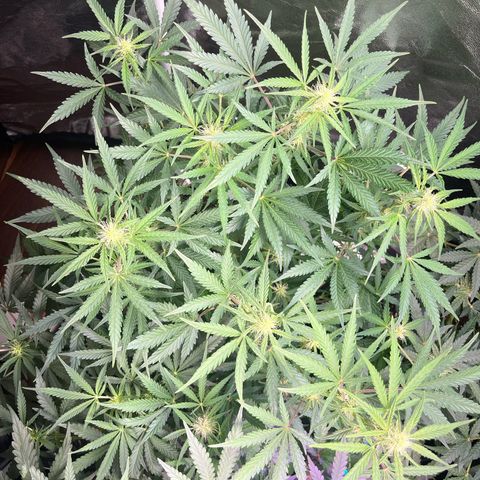 Northern light Auto growlog timeline photo