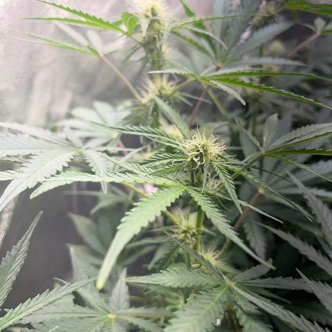Northern light Auto growlog timeline photo