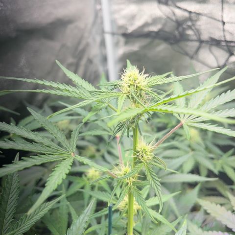 Northern light Auto growlog timeline photo