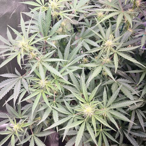 Northern light Auto growlog timeline photo