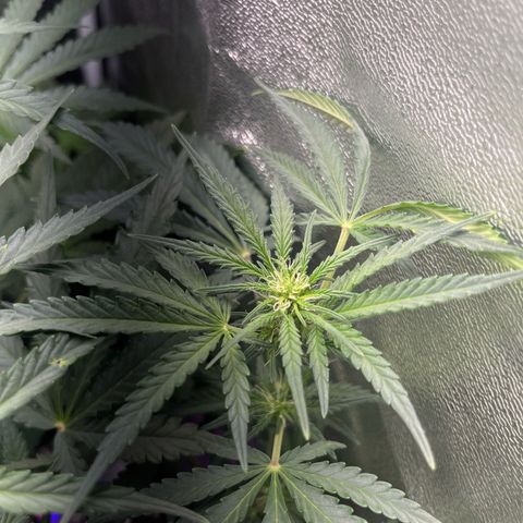 Jabucica growlog timeline photo
