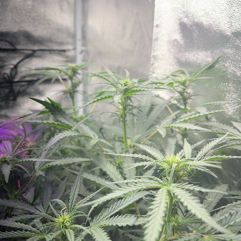 Jabucica growlog timeline photo