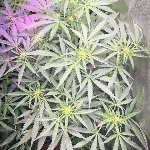 Jabucica growlog timeline photo