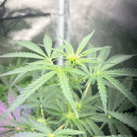 Jabucica growlog timeline photo