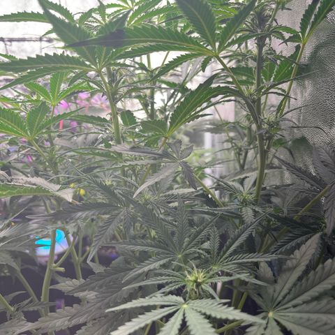 Jabucica growlog timeline photo