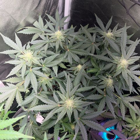 Amnesia growlog timeline photo