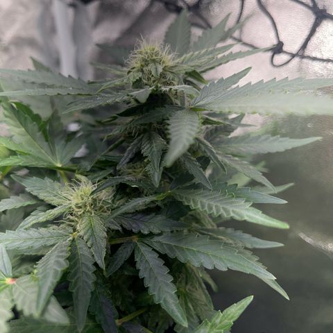 Amnesia growlog timeline photo