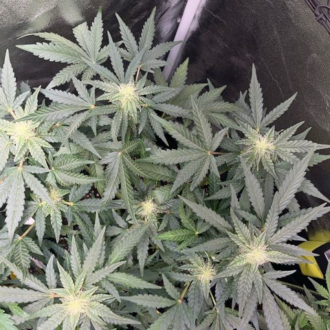 Amnesia growlog timeline photo