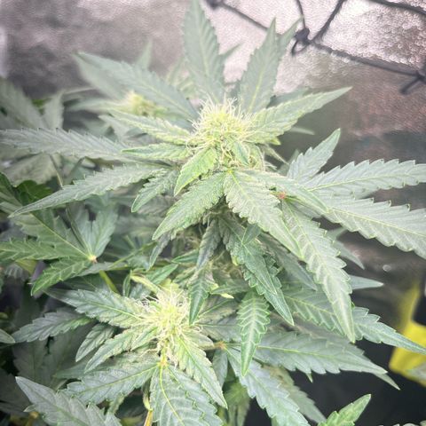 Amnesia growlog timeline photo
