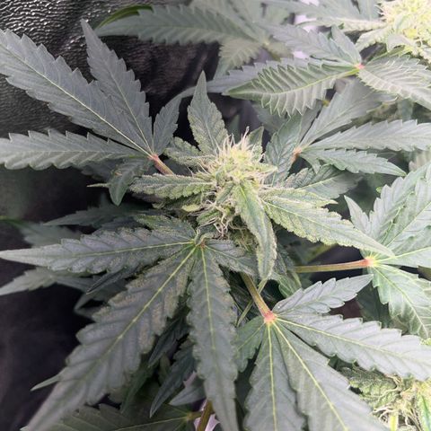 Amnesia growlog timeline photo