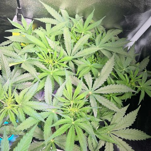 Crokscrew tyson 2.0 growlog timeline photo