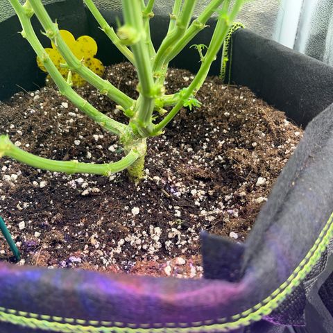 Crokscrew tyson 2.0 growlog timeline photo
