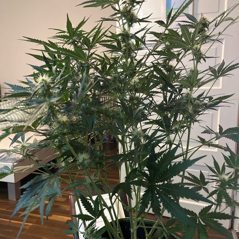 Northern light Auto growlog timeline photo