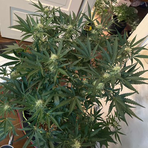 Northern light Auto growlog timeline photo