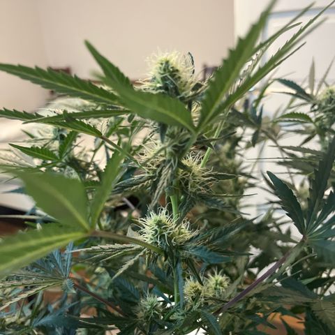 Northern light Auto growlog timeline photo