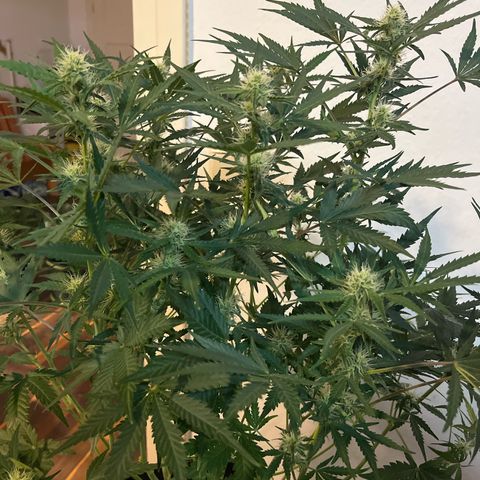 Northern light Auto growlog timeline photo