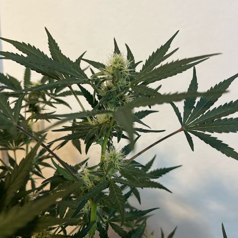 Northern light Auto growlog timeline photo