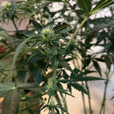 Jabucica growlog timeline photo