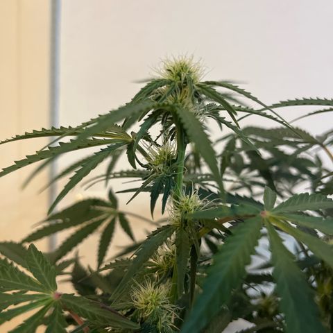 Jabucica growlog timeline photo