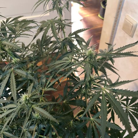 Jabucica growlog timeline photo
