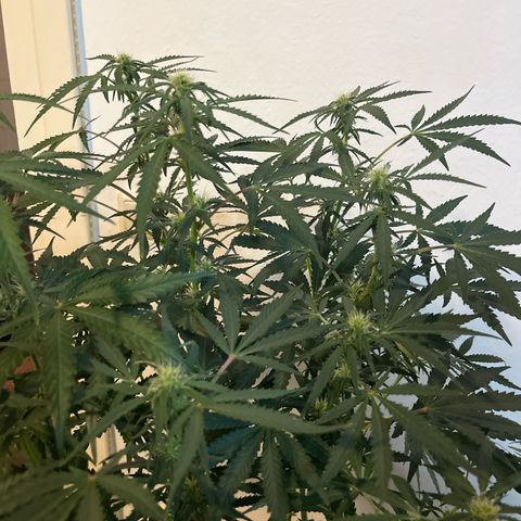 Jabucica growlog timeline photo