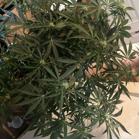 Jabucica growlog timeline photo