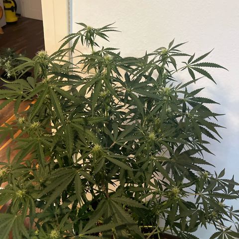 Jabucica growlog timeline photo