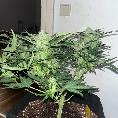 Amnesia growlog timeline photo