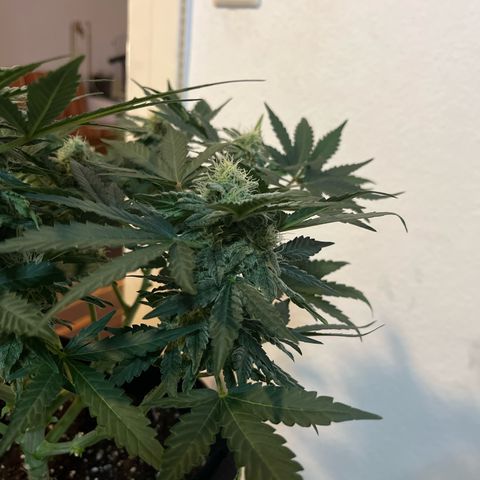 Amnesia growlog timeline photo