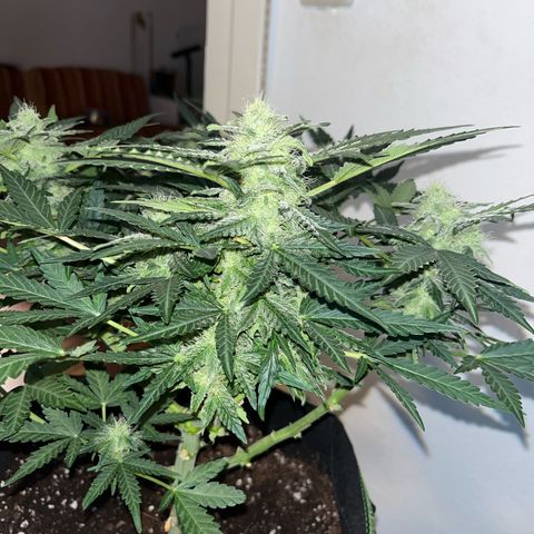Amnesia growlog timeline photo