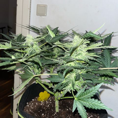 Amnesia growlog timeline photo