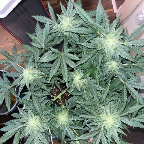 Amnesia growlog timeline photo