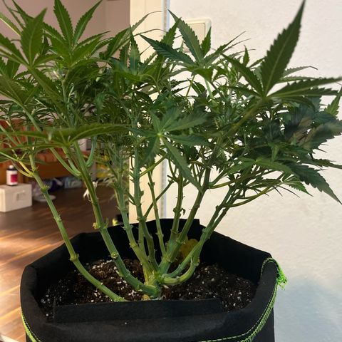 Crokscrew tyson 2.0 growlog timeline photo