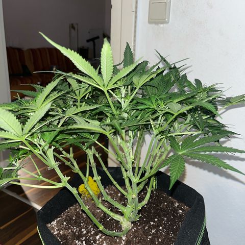 Crokscrew tyson 2.0 growlog timeline photo