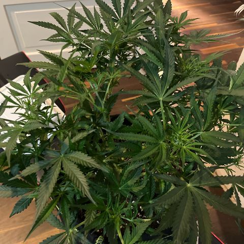 Crokscrew tyson 2.0 growlog timeline photo