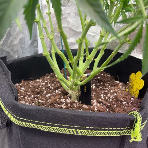 Crokscrew tyson 2.0 growlog timeline photo