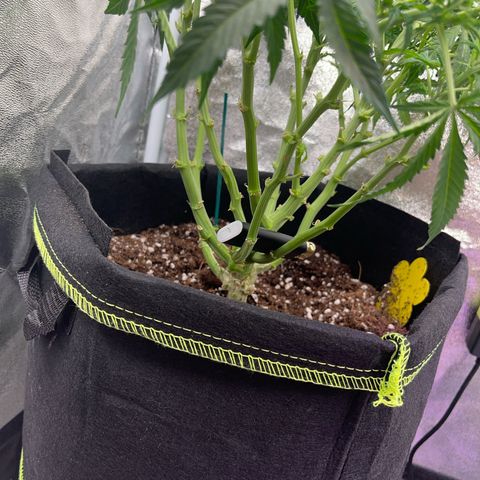 Crokscrew tyson 2.0 growlog timeline photo