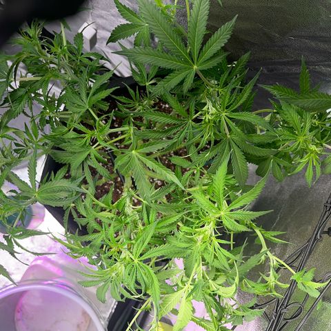 Crokscrew tyson 2.0 growlog timeline photo