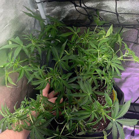 Crokscrew tyson 2.0 growlog timeline photo
