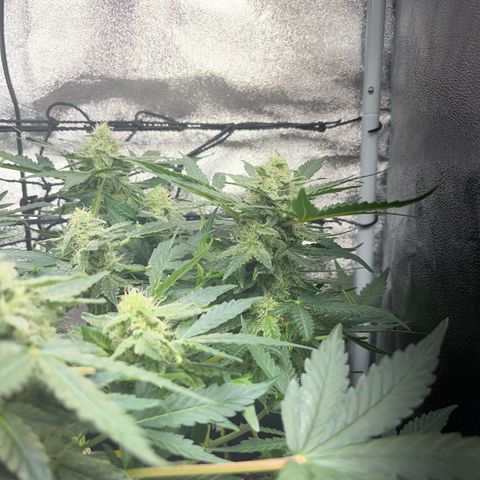 Amnesia growlog timeline photo
