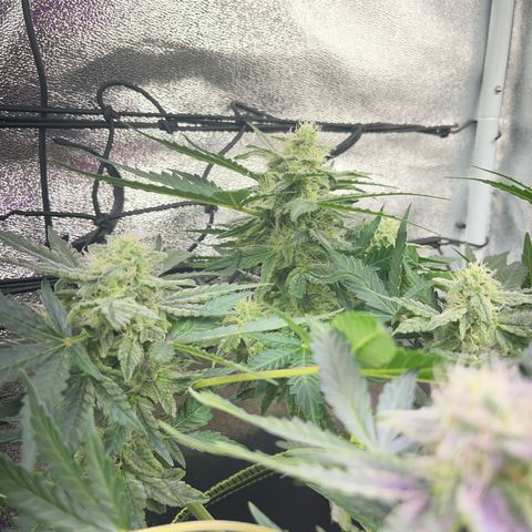 Amnesia growlog timeline photo