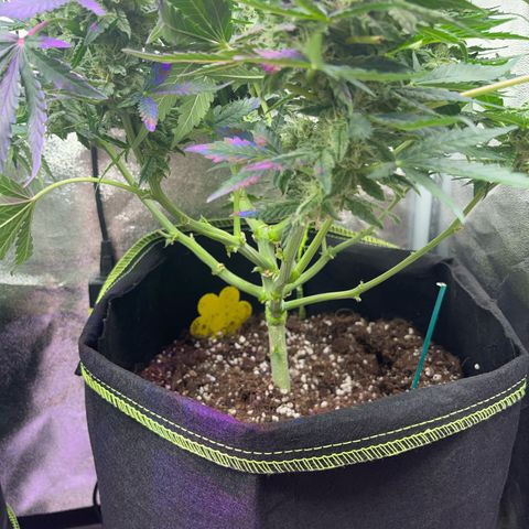 Amnesia growlog timeline photo
